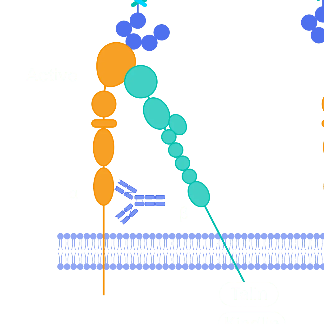 Graphic representation of Pliant's Muscular Dystrophy Program